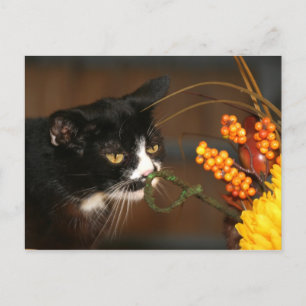 Cartes Pour Fêtes Annuelles Thanksgiving