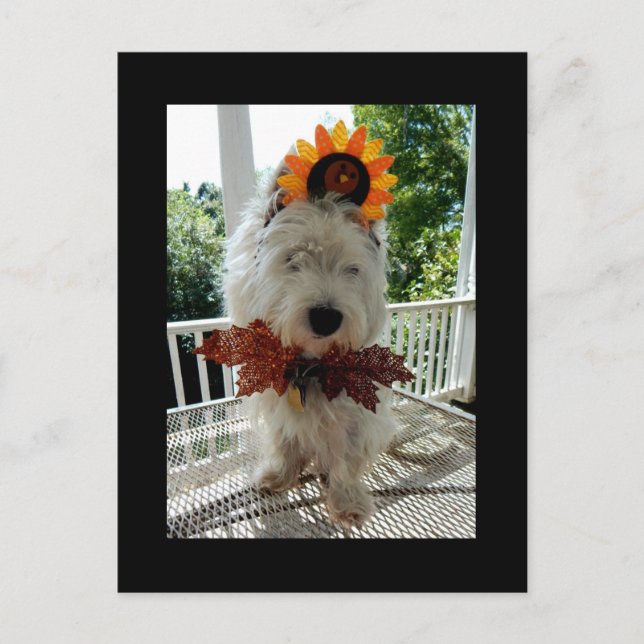Cartes Pour Fêtes Annuelles Thanksgiving Turquie Bowtie de Westie (Devant)