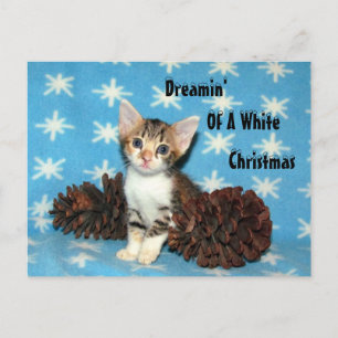 Cartes Pour Fêtes Annuelles Tippy's Christmas PostCard - Chat / Kitten