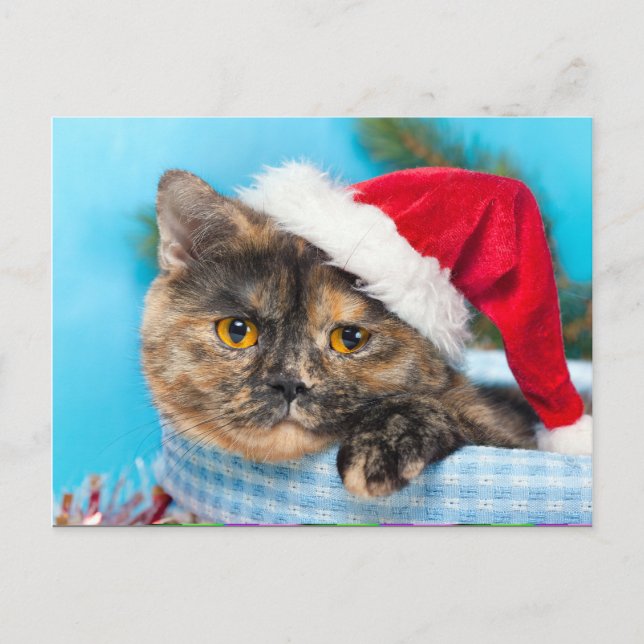 Cartes Pour Fêtes Annuelles Tortoiseshell Chat Purr-fect Saison de vacances (Devant)