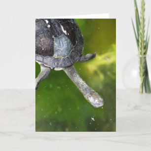 Cartes Pour Fêtes Annuelles Tortue à cou de serpent