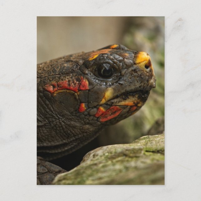 Cartes Pour Fêtes Annuelles Tortue à pied rouge (Devant)