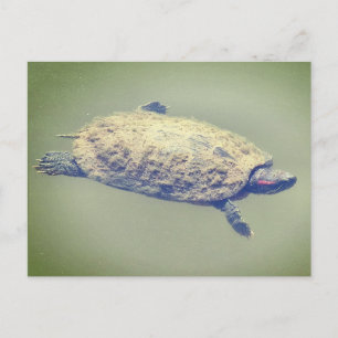 Cartes Pour Fêtes Annuelles Tortue à tempes rouges