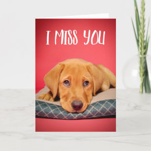 Cartes Pour Fêtes Annuelles Tu Me Manques Mignonne Chien De Chien Du Labrador 