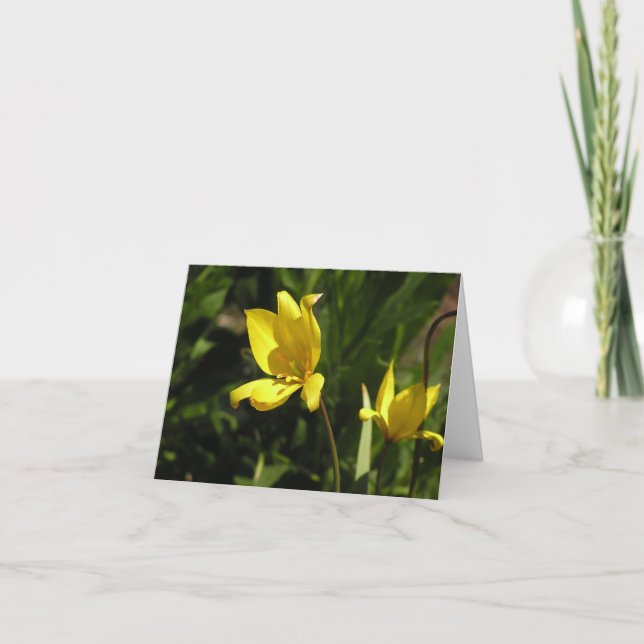 Cartes Pour Fêtes Annuelles Tulipe florentine (Tulipa sylvestris) (Devant)
