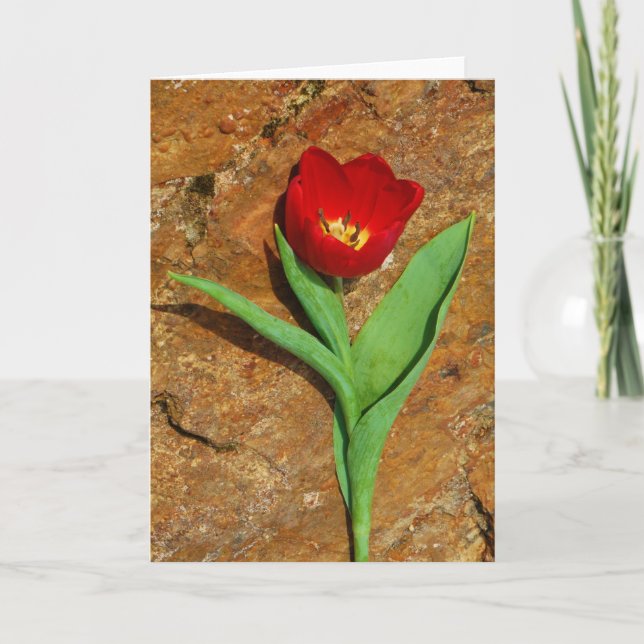 Cartes Pour Fêtes Annuelles Tulipe jaune et rouge (Devant)
