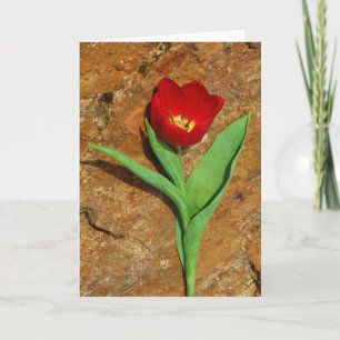 Cartes Pour Fêtes Annuelles Tulipe jaune et rouge