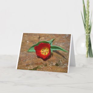 Cartes Pour Fêtes Annuelles Tulipe rouge du printemps