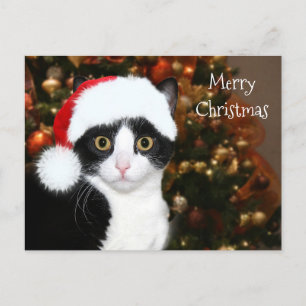 Cartes Pour Fêtes Annuelles Tuxedo