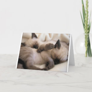 Cartes Pour Fêtes Annuelles Twins Pet Cat Cute Siamese Kitten