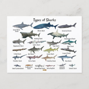 Cartes Pour Fêtes Annuelles Types de requins