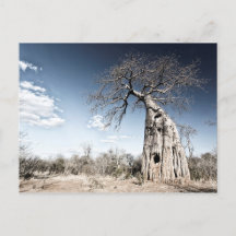 Un baobab dans le parc national de Mana Pools Phot