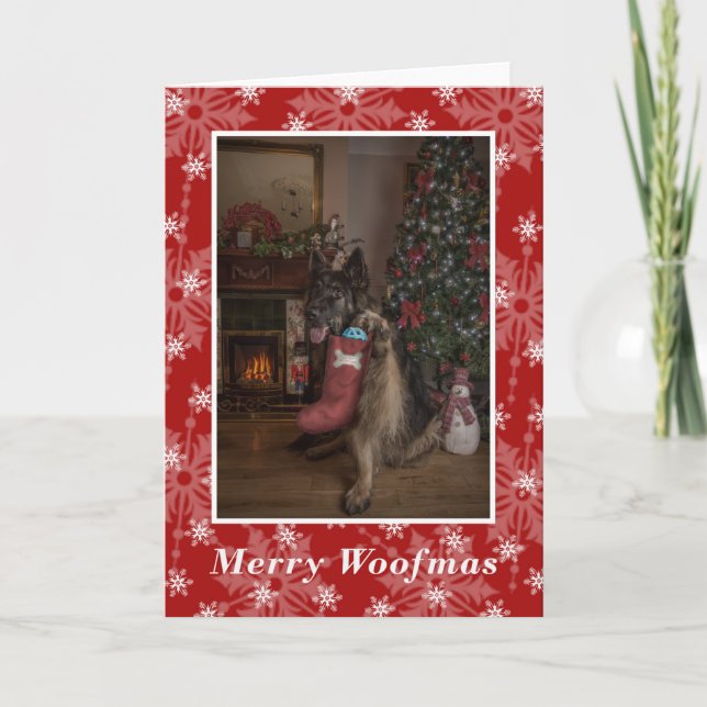 Cartes Pour Fêtes Annuelles Un berger allemand vous souhaite un joyeux Noël. (Devant)