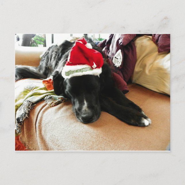 Cartes Pour Fêtes Annuelles Un chien noir à Noël avec son casquette de Père (Devant)
