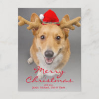 Un chien rouge et blanc de corgi de Gallois de