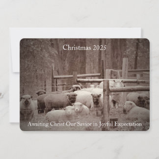 Cartes Pour Fêtes Annuelles Un mouton en attente pacifique pour Noël 2023
