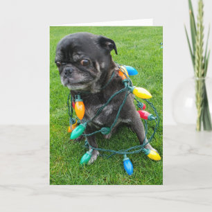 Cartes Pour Fêtes Annuelles Un Noël sans griffes