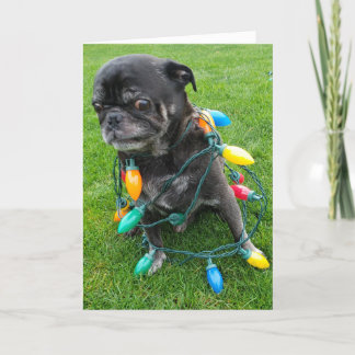 Cartes Pour Fêtes Annuelles Un Noël sans griffes