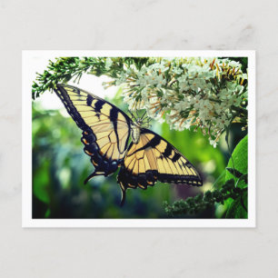 Cartes Pour Fêtes Annuelles Un papillon aux ailes jaunes et noires