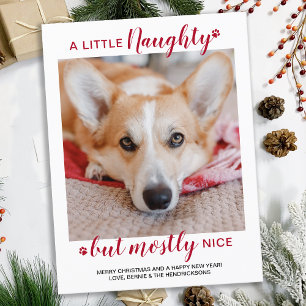 Cartes Pour Fêtes Annuelles Un Petit Coquin Photo Personnalisée De Chien