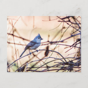 Cartes Pour Fêtes Annuelles Un petit oiseau se cachant dans les buissons.
