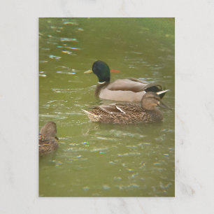 Cartes Pour Fêtes Annuelles Un radeau de canards dans l'étang Taylor Michigan
