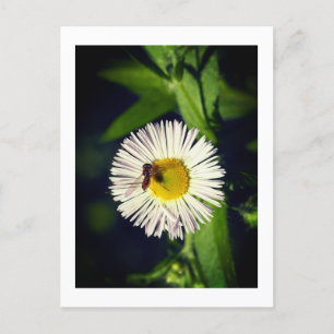 Cartes Pour Fêtes Annuelles Une fleur de pucette marguerrière et une abeille
