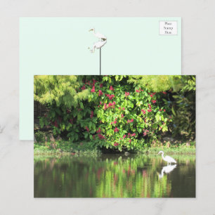Cartes Pour Fêtes Annuelles Une Grande Aigrette Pêchant dans le Marais