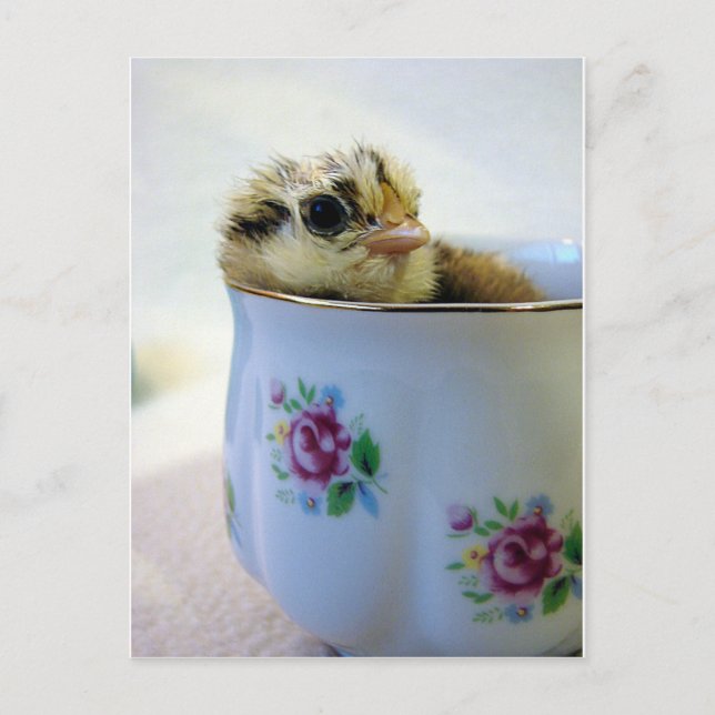 Cartes Pour Fêtes Annuelles Une poule dans une tasse de thé (Devant)