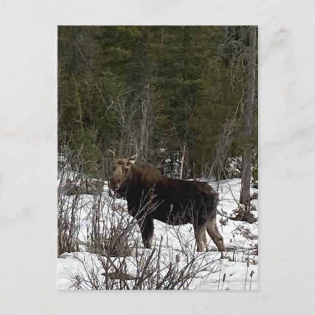 Cartes Pour Fêtes Annuelles Upper Peninsula Moose sauvage navigation Faune (Devant)