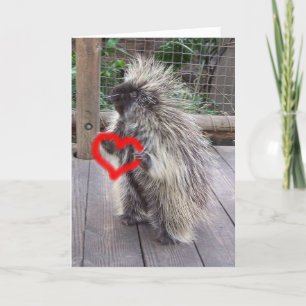 Cartes Pour Fêtes Annuelles Valentine Porcupine
