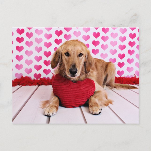 Cartes Pour Fêtes Annuelles Valentines - Golden Retriever - JJ (Devant)