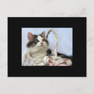 Cartes Pour Fêtes Annuelles Valentine's Kitten