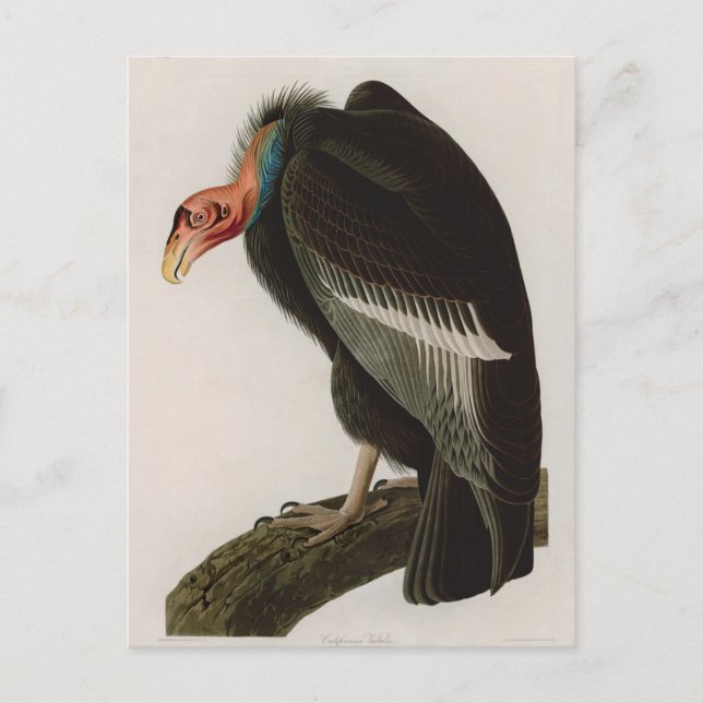 Cartes Pour Fêtes Annuelles Vautour de Californie Oiseaux d'Amérique Audubon I (Devant)