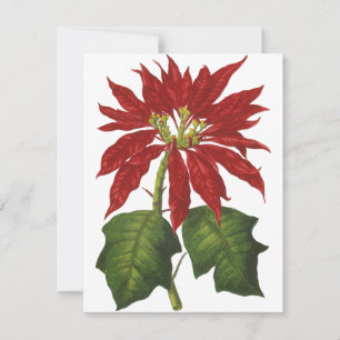Cartes Pour Fêtes Annuelles Vintage Noël, Rouge Poinsettia Plante d'hiver