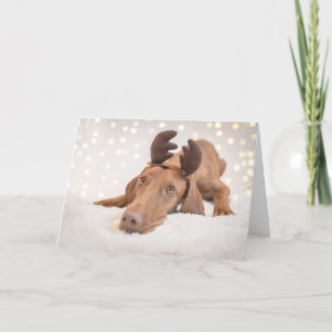 Cartes Pour Fêtes Annuelles Xmas Card/Christmas Card « Magyar Vizsla "