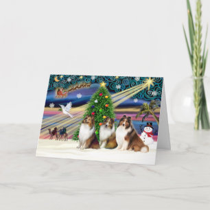 Cartes Pour Fêtes Annuelles Xmas Magic-3Shelties 3Sable-Wht