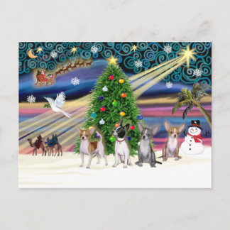 Cartes Pour Fêtes Annuelles Xmas Magic-Chihuahuas (quatre)