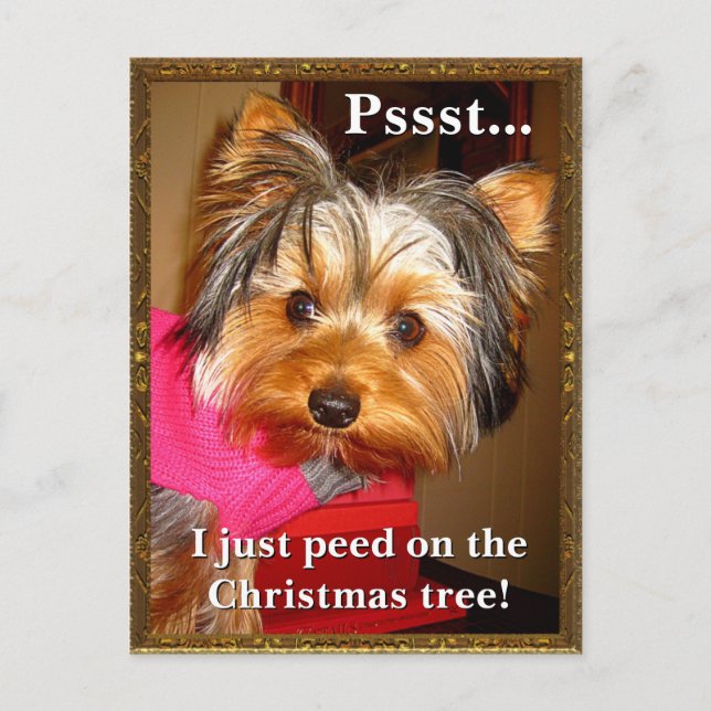 Cartes Pour Fêtes Annuelles Yorkie éclaté (Devant)