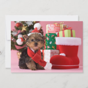 Cartes Pour Fêtes Annuelles Yorkshire Terrier Chiot et Noël