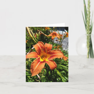 Cartes pour notes de Daylily