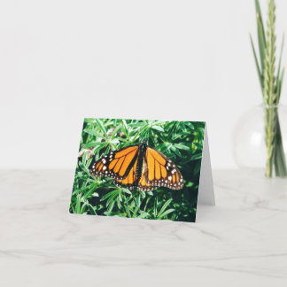 Cartes pour notes de papillon