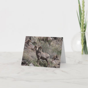 Cartes pour notes du mouton de Bighorn