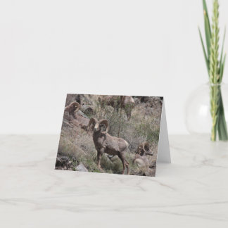 Cartes pour notes du mouton de Bighorn