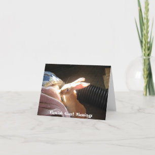 Cartes pour notes géants flamands de bénédictions