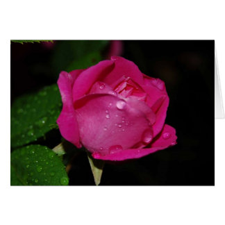 Cartes rose Dewy