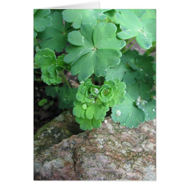 Cartes vierges de Columbine (Devant)