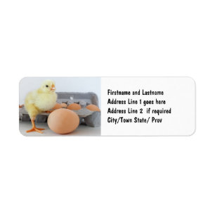 Carton de poussin et d'oeuf avec oeuf Brown