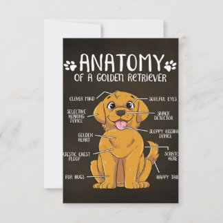 Cartons Réponse Anatomie Golden Retriever | Golden Retriever Lover