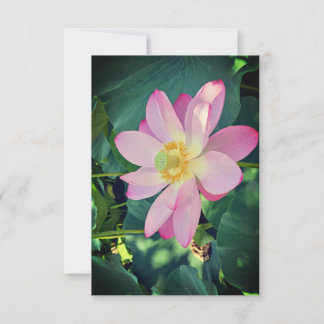Cartons Réponse Une fleur de lotus vibrante